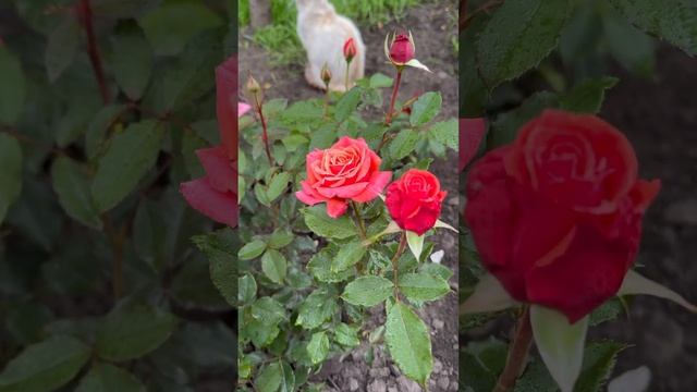 Коппер Лайт. (Copper lights) Ч/Г John Ford Нова Зеландія 2002 р. #троя смотреть онлайн