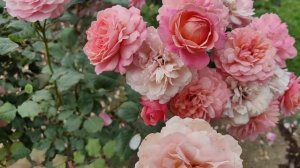 Сочетание роз: Сурир Дю Хавр, Шоне Фом Зи, Розенфасцина