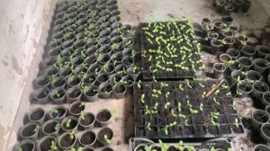 Что делать если рассада огурцов вытягивается?… Выкин?