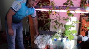 Гидропоника. Основы. Принцип работы.  Hydroponics