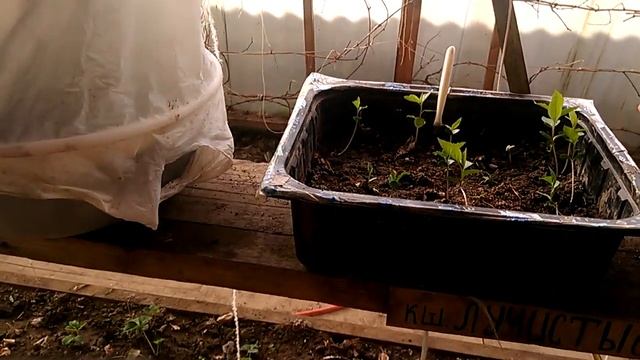 семечки яблок смотреть онлайн