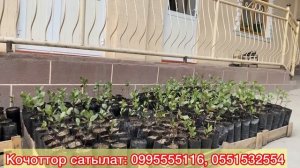 ФИСТАШКА КОЧОТ САТЫЛАТ,  ОТПРАВКА бар !!!! Жанылыкты зор