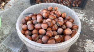 Фундук. Урожай сорта Карамановский (Президент) 6.09.2024