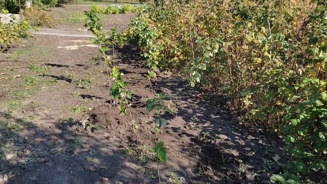 Малиновое дерево. смотреть онлайн