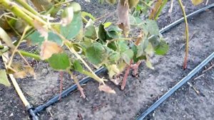 Ежевика Прайм Арк Фридом. Обрезка на второй урожай. 23 д