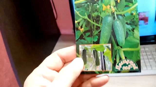 🥒🥒🥒Огрурцы сорта "БАЛКОННЫЙ ХРУСТИК" 👍🏽👍🏽👍🏽 смотреть онлайн