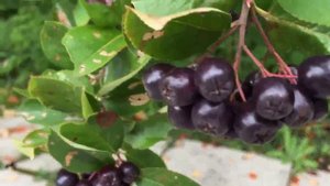 YUFE yuri черноплодная рябина ВИКИНГ.