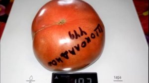 Томат Шоколадное чудо