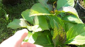 Посылка с крупнолистными гортензиями: как изменились гортензии за три месяца. Июнь — сентябрь.