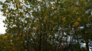 Дикие утки в лесу.  Калина красная в саду. Ландшафтный ?