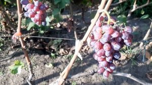 Алиса в стране чудес - на кишмиш и хранение