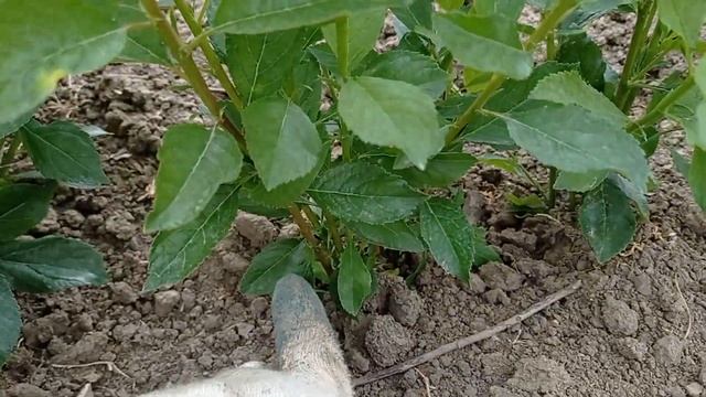 Размножение клонового подвоя Бест смотреть онлайн