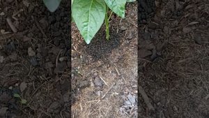 17 июня Не может перец так быстро расти Московская обла