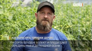 Как вырастить томатное дерево