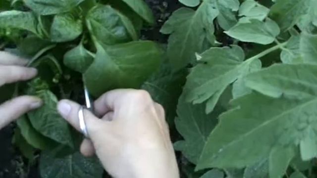 Формирование перцев для разрежения кроны смотреть онлайн