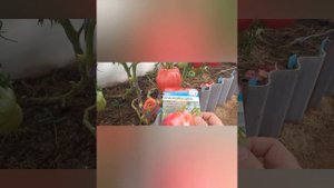 Обзор томата -красномордина 19.08.24г.,,думала пересорт 🤭