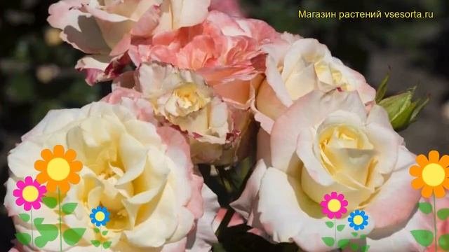 Роза чайно-гибридная Тринидад. Краткий обзор, описани?
