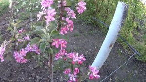 Цветение красномякотной яблони Байа Мариса Baya Marisa