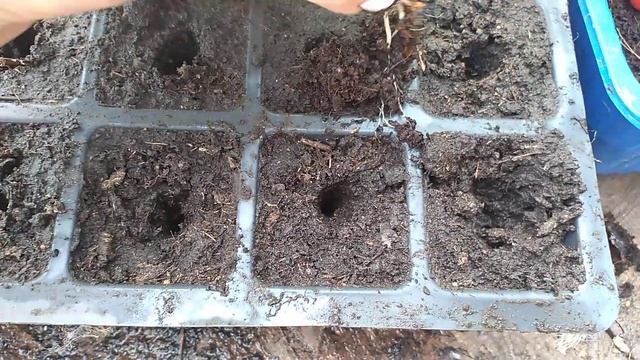 САЖАЮ РАССАДУ В ИЮЛЕ. Ещё успеваю посадить томаты смотреть онлайн