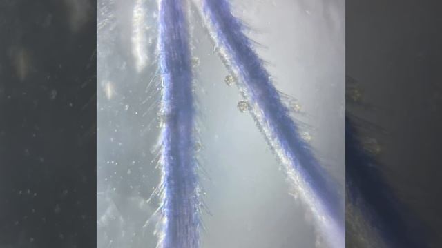 Цветочная пыльца в микроскопе фолдскопе смотреть онлайн