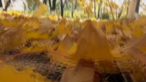 Осенний букет