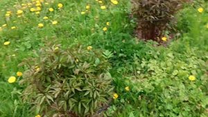 Дела садовые. Пересаживую многолетний лук. Первые нов?