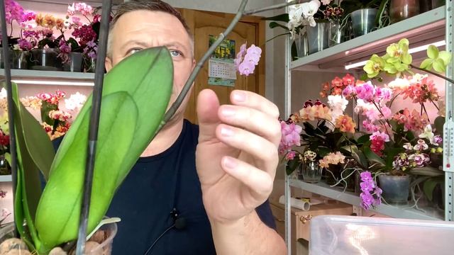 ВЯЛЫЕ ОРХИДЕИ быстро восстановили кислотами / быстрыи смотреть онлайн