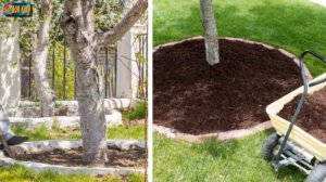 Приствольные круги деревьев, красивое оформление и ух