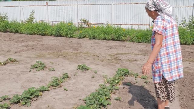 Ремонтантная крупноплодная земляника выращивание и у