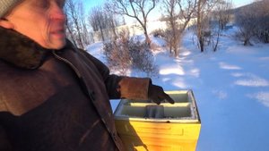ЗИМОВКА ПЧЁЛ НА ВОЛЕ С СЕТЧАТЫМ ДНОМ В СУРОВЫХ УСЛОВИЯ