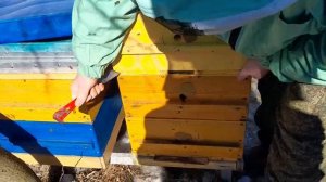 многокорпусной улей, как зимуют отводки над основной ?