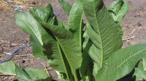 Можно ли давать кроликам листья хрена