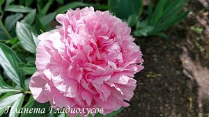 Самые красивые сорта пионов Пион Питертье Фринд Ваген