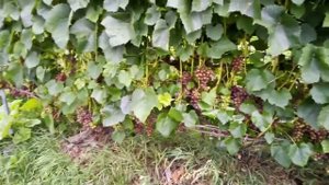 Виноград Минский розовый(Беларусь, Витебск)