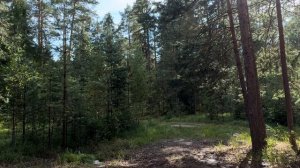 ГРИБЫ НАЧАЛИСЬ??? Съездил в лес и открыл сезон тихой ох?