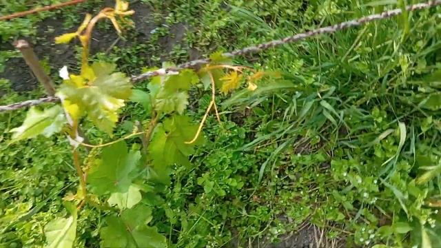 Виноград Зоренька смотреть онлайн