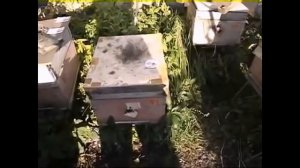 как лучше обсушивать рамки после откачки меда, и зачем