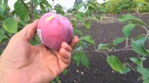 ДМИАНА, ЗЛАТО, СОЛОМИЯ - зимние сорта отечественной се?