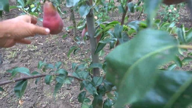 Груша БИРЮЗОВАЯ - сорт интенсивного типа смотреть онлайн