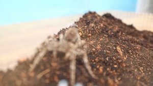 Поймал ядовитого Тарантула в огороде и посадил в терр?