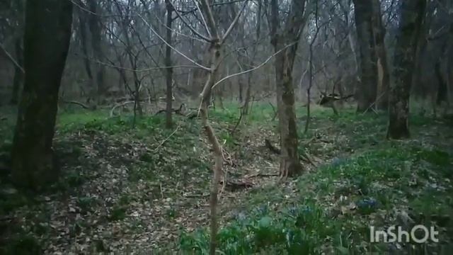 Богатырь-Весенний Кубанский Лес. смотреть онлайн