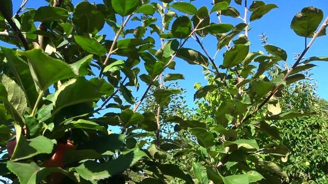 Имунный сорт яблони СОЛНЫШКО смотреть онлайн