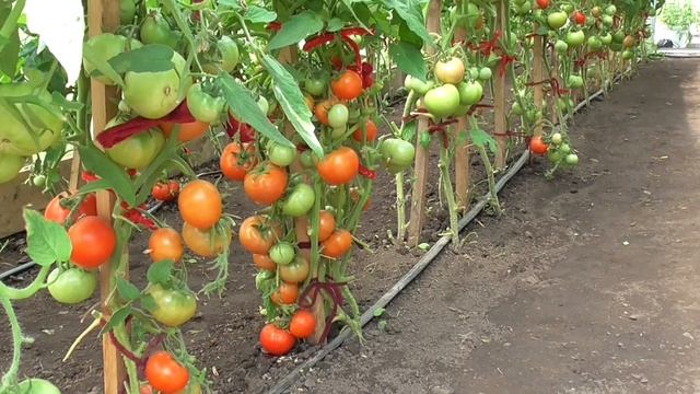 НАЧИНАЮ ВИДЕООБЗОРЫ СОРТОВ ТОМАТОВ. Ольга Чернова. смотреть онлайн