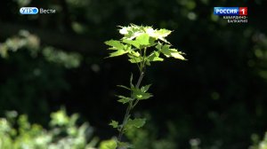 66 тысяч новых деревьев озеленят КБР этой осенью