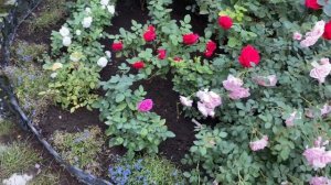 Великолепное цветение роз! Розы в конце лета!