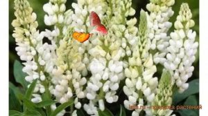 Люпин многолистный Аист белый (chandelier) 🌿 обзор: как саж