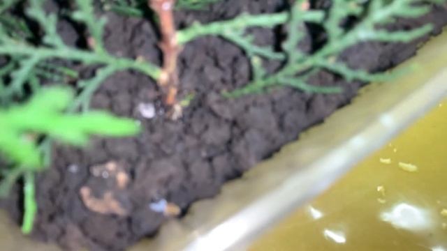 Я не верила, а это случилось! Укоренение туи в грунте смотреть онлайн