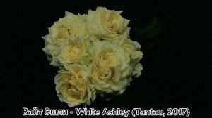 Как распускается роза Вайт Эшли - White Ashley (Tantau, 2017)