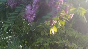 Розовая акация или Робиния..