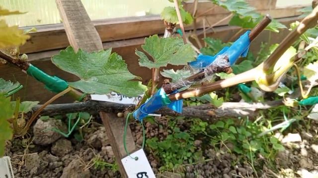 Три недели после прививки винограда в боковой зарез. 21 смотреть онлайн